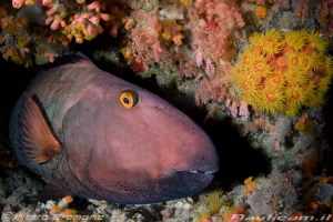 Big parrotfish resting by Pietro Cremone 